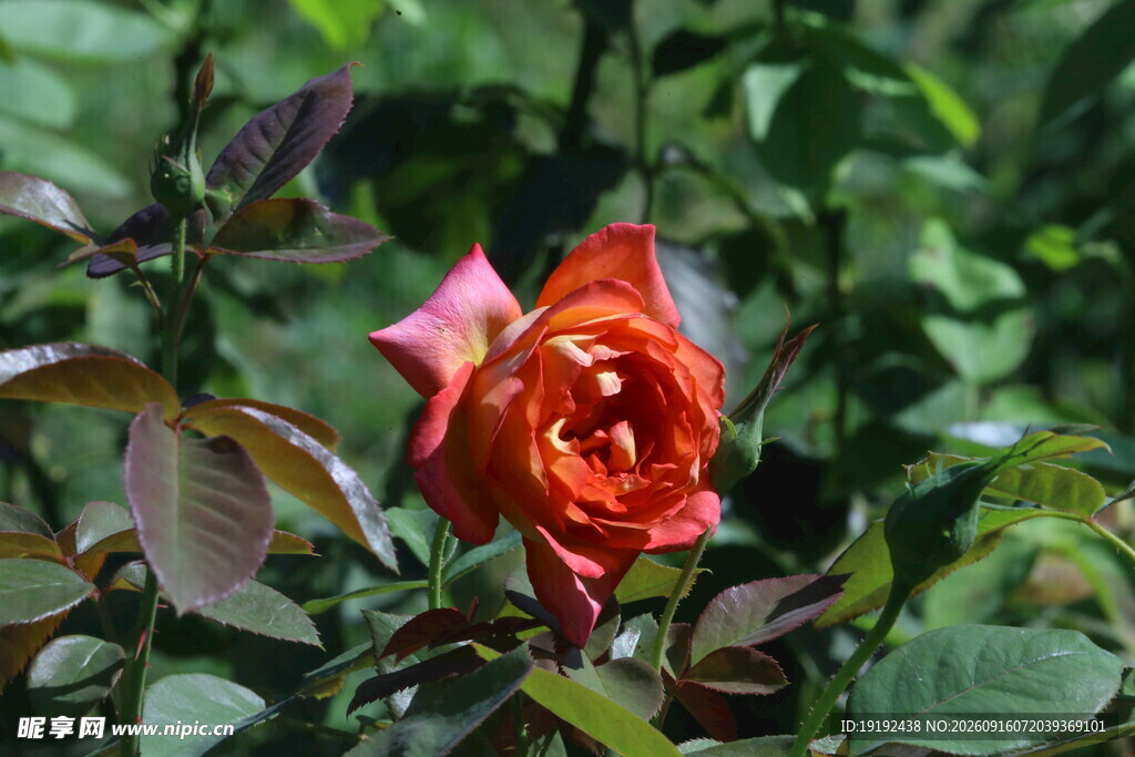 月季花 