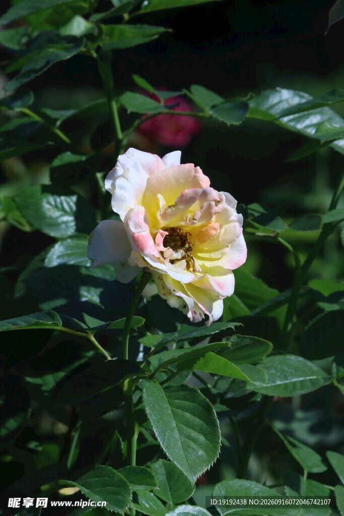 月季花 