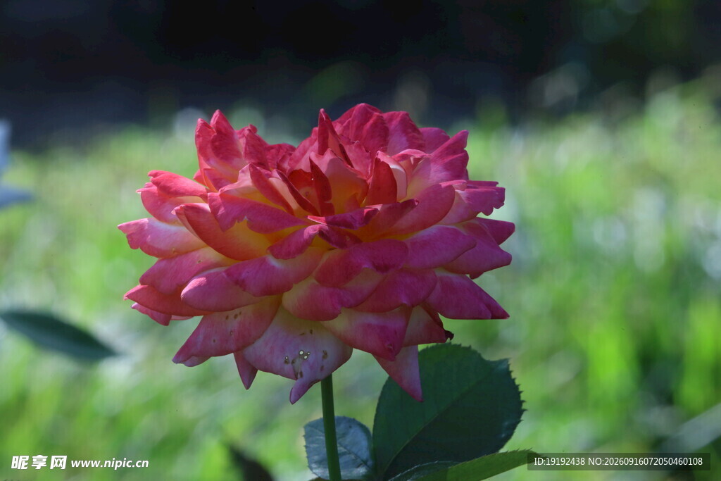 月季花 