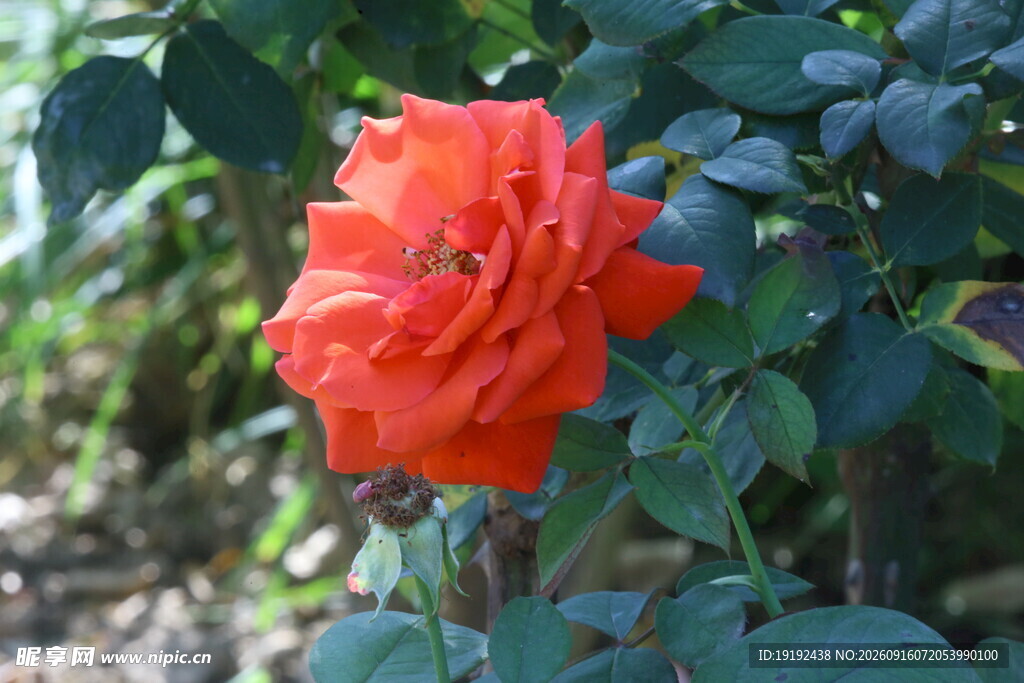 月季花  