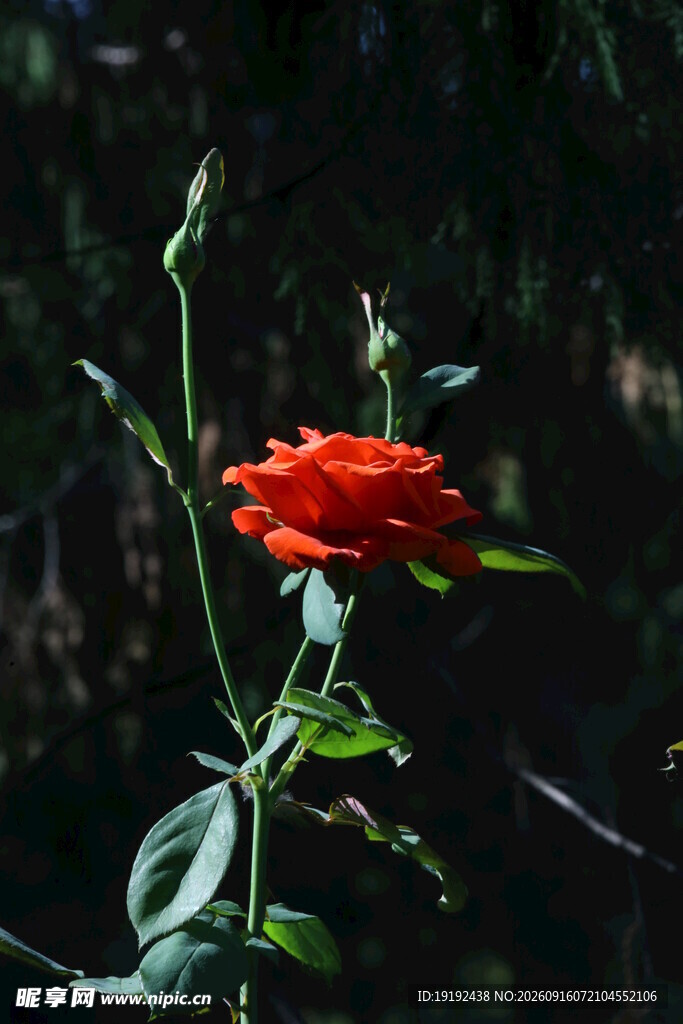 月季花 
