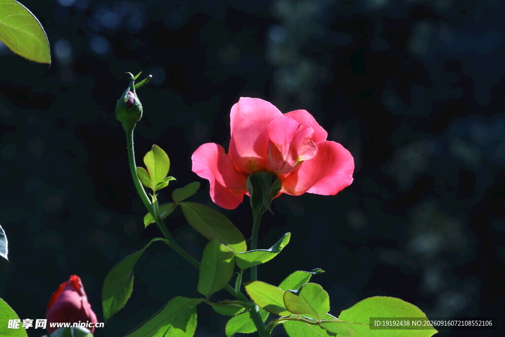 月季花 