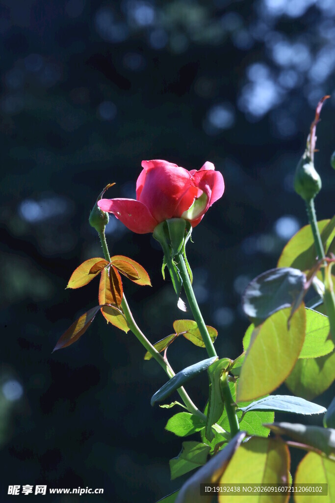 月季花  