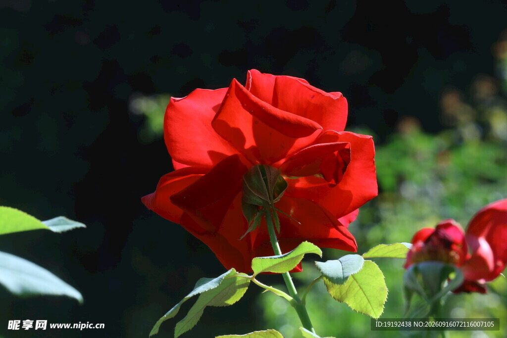 月季花