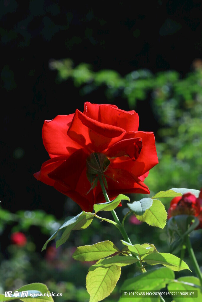 月季花  
