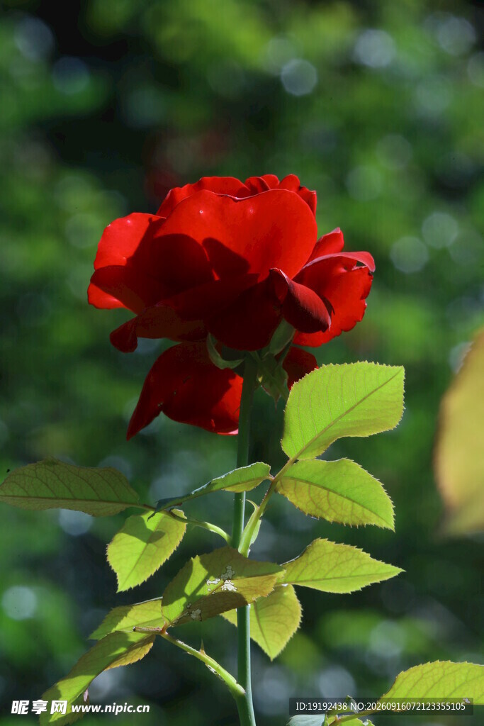 月季花 