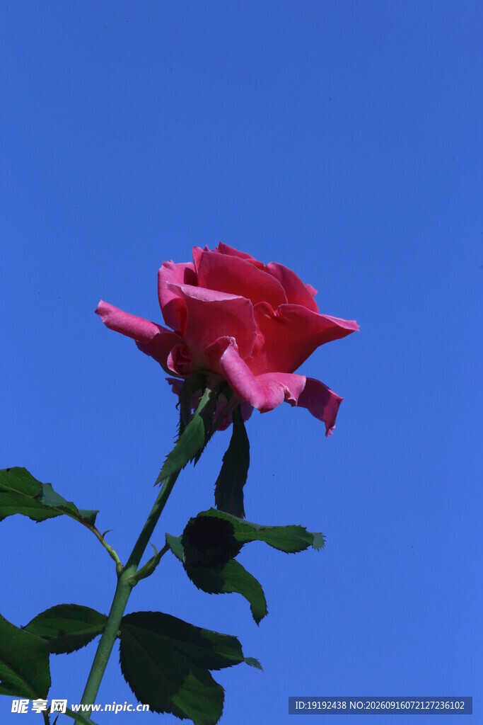 月季花 