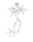 手绘人参植株图