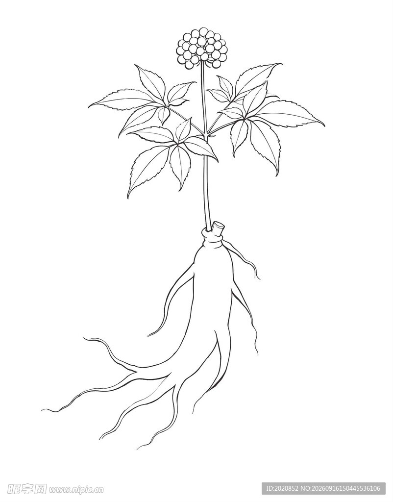 手绘人参植株图