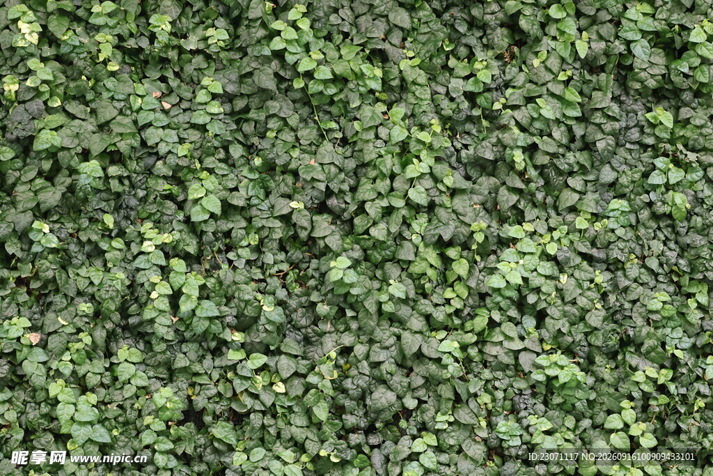 翠绿繁茂的植物背景