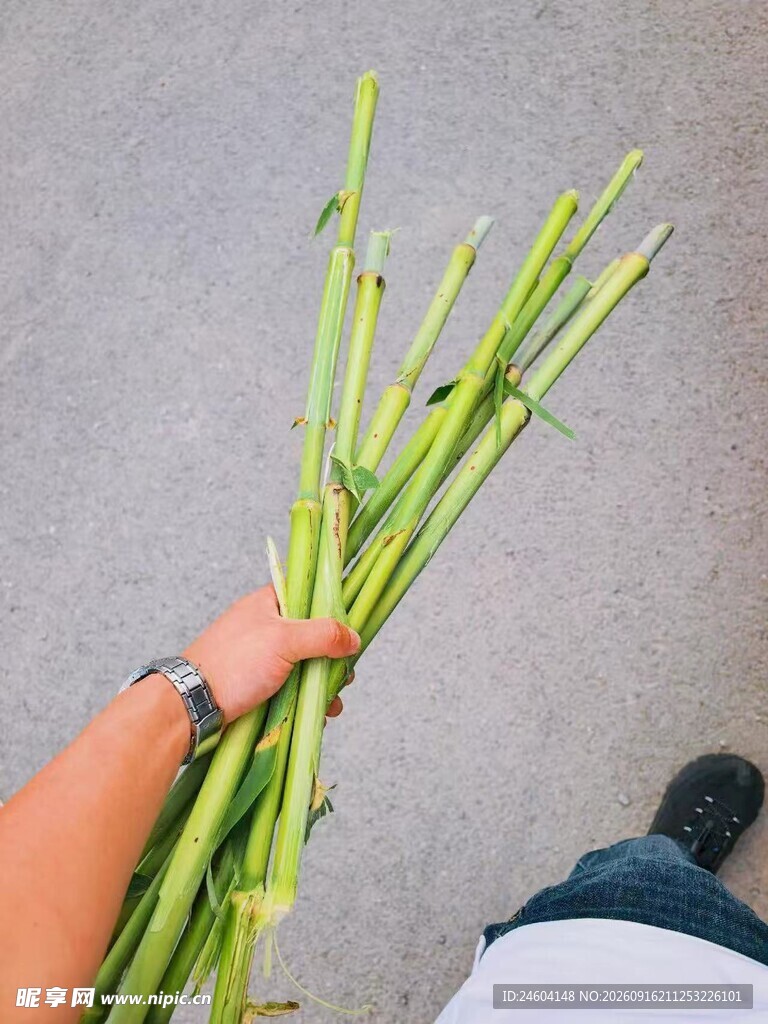 手持新鲜绿色植物茎秆