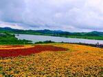湖畔花海美景