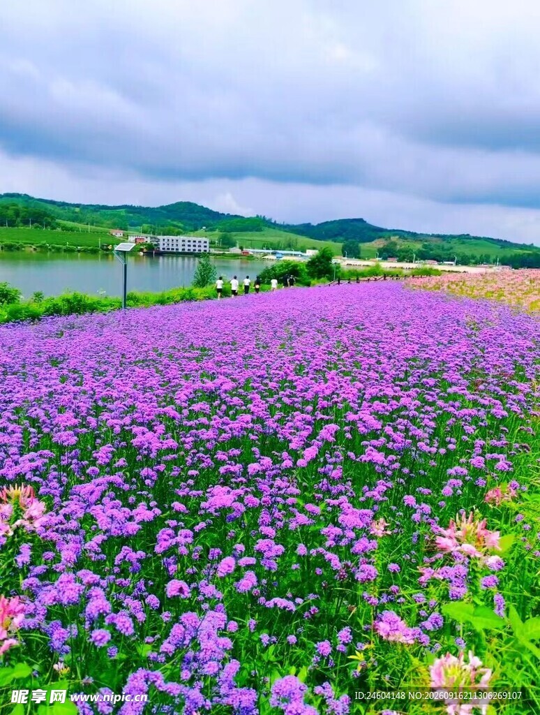 紫色花海与湖景的美丽风光