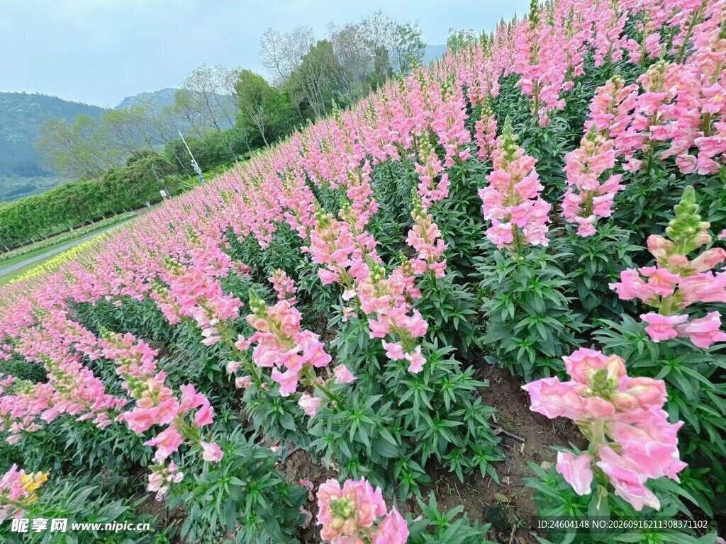 粉色花海绽放田园风光