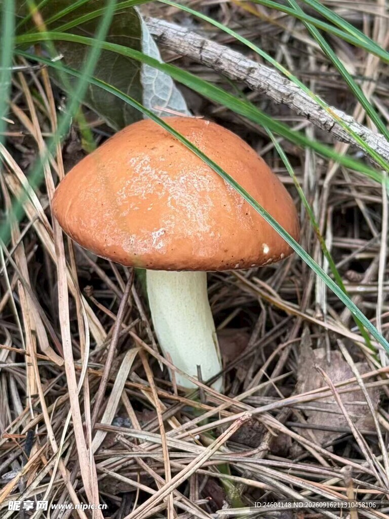 草丛中的橙色蘑菇