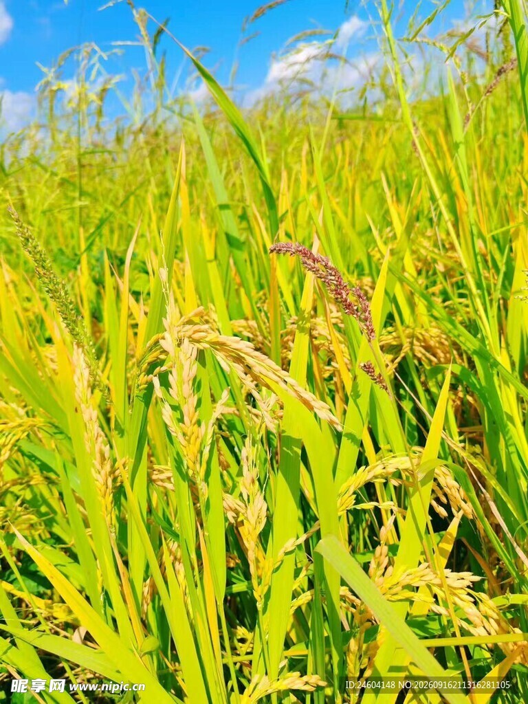 金黄稻田蓝天映衬的美景