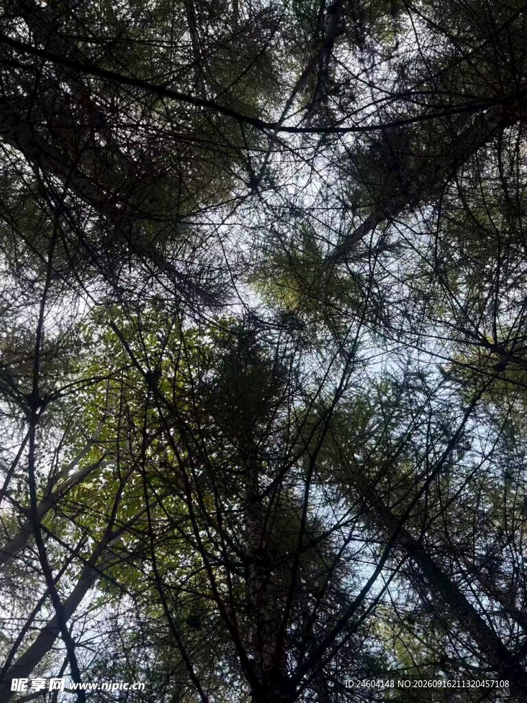 仰视茂密树林树冠