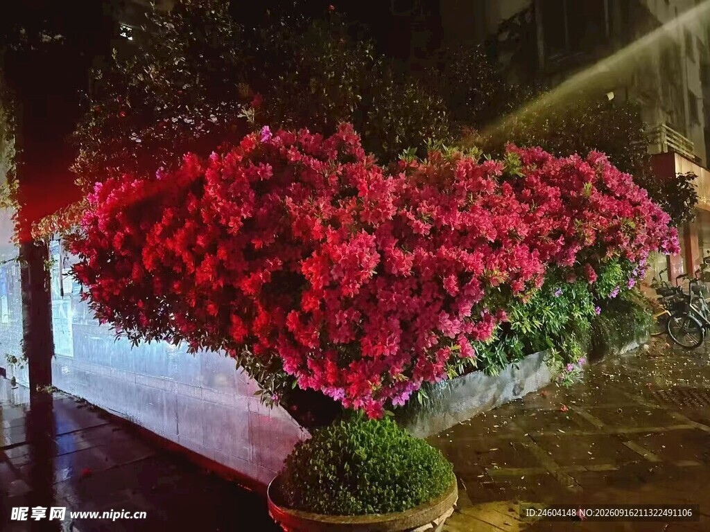 心形繁花装点浪漫夜色