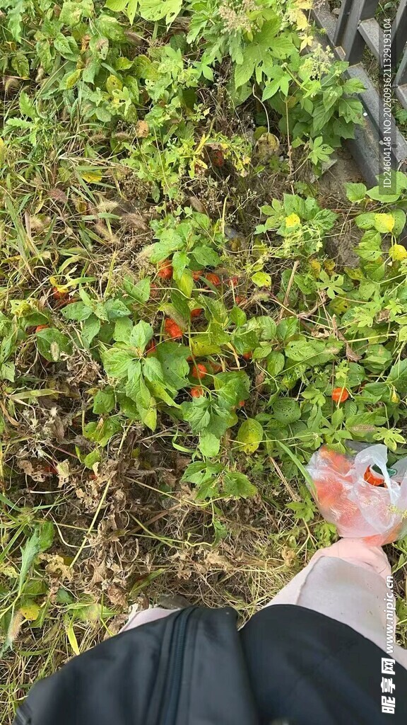 脚边绿植中的多彩物品