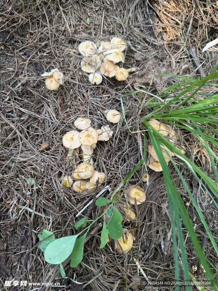 地面生长的黄色蘑菇