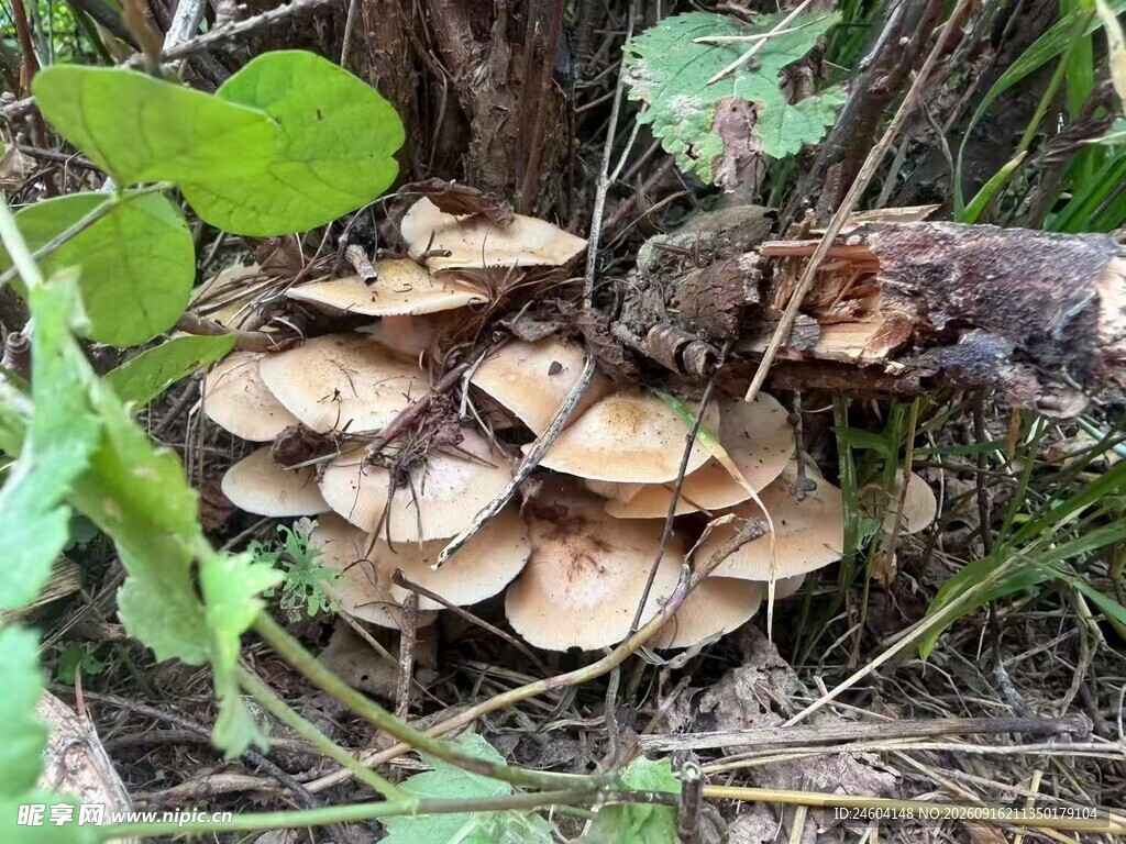 草丛中的蘑菇群