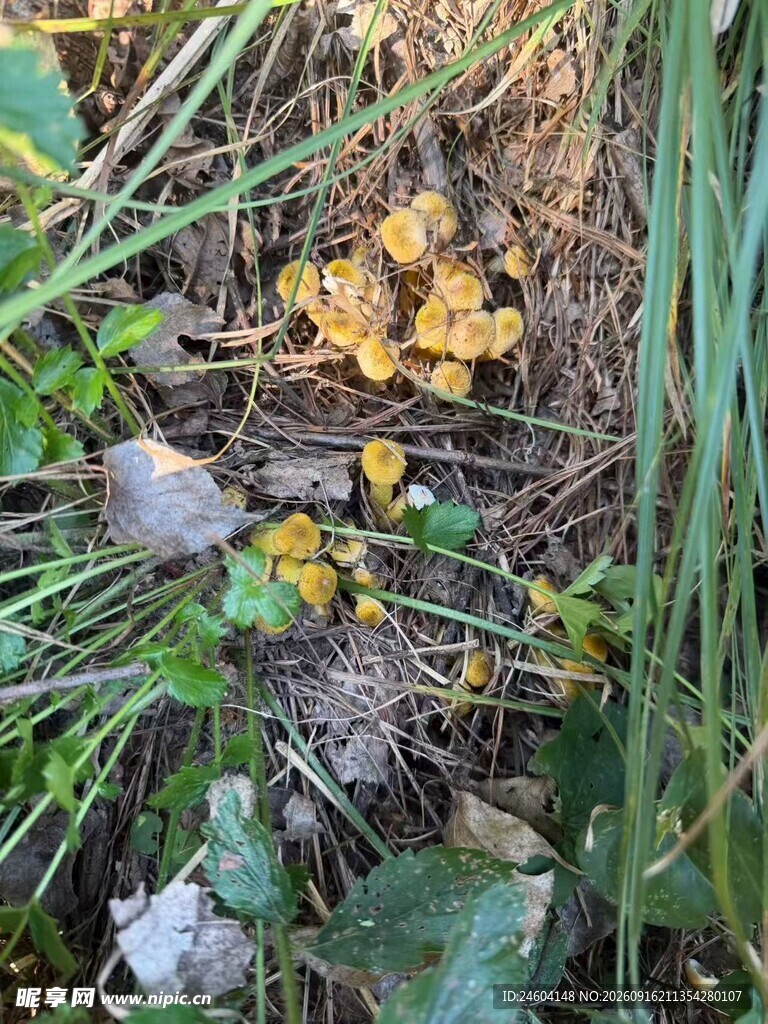 草丛中的黄色蘑菇