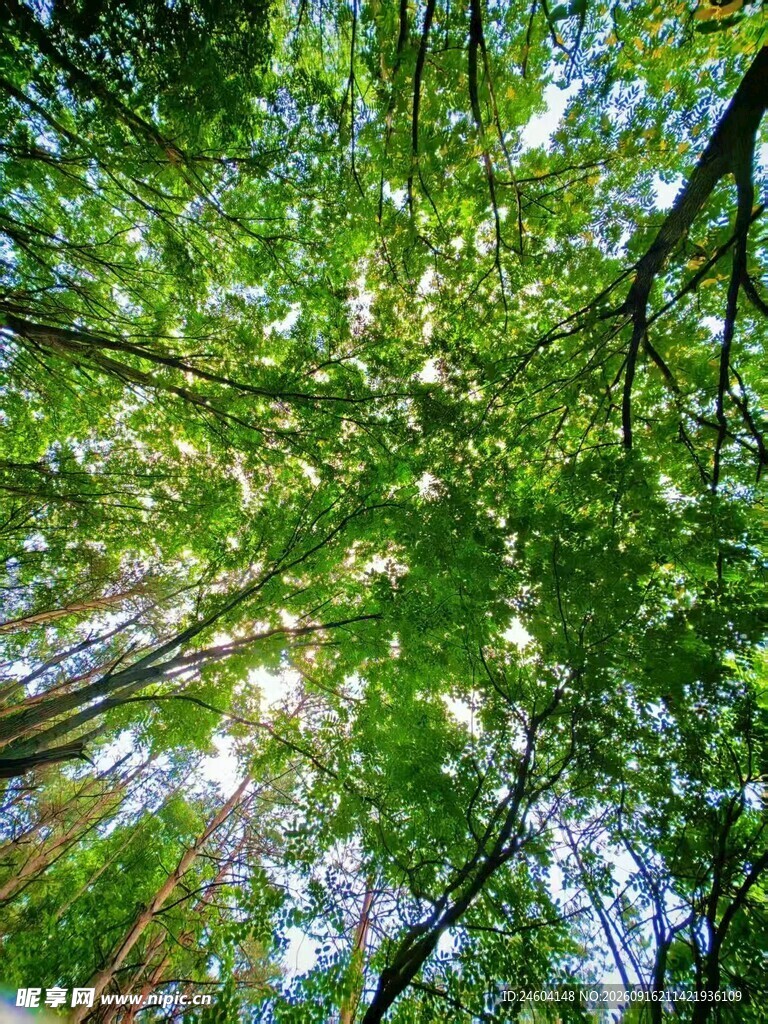 仰视葱郁树林绿意盎然