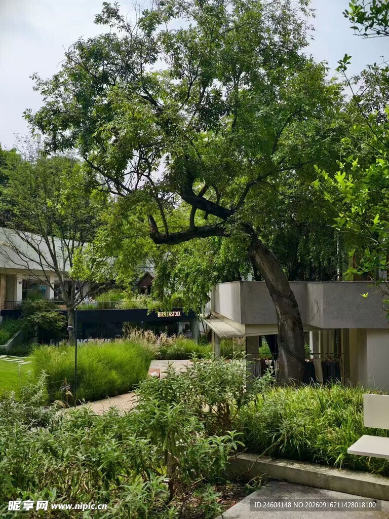 静谧庭院绿植景观