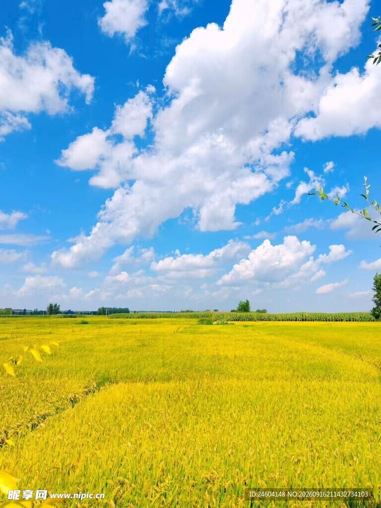 金黄油菜花田蓝天白云景