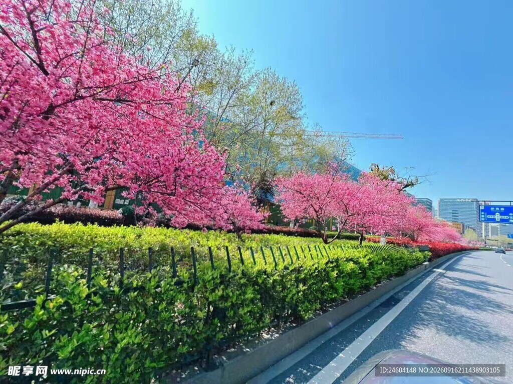 春日繁花盛开的道路景观