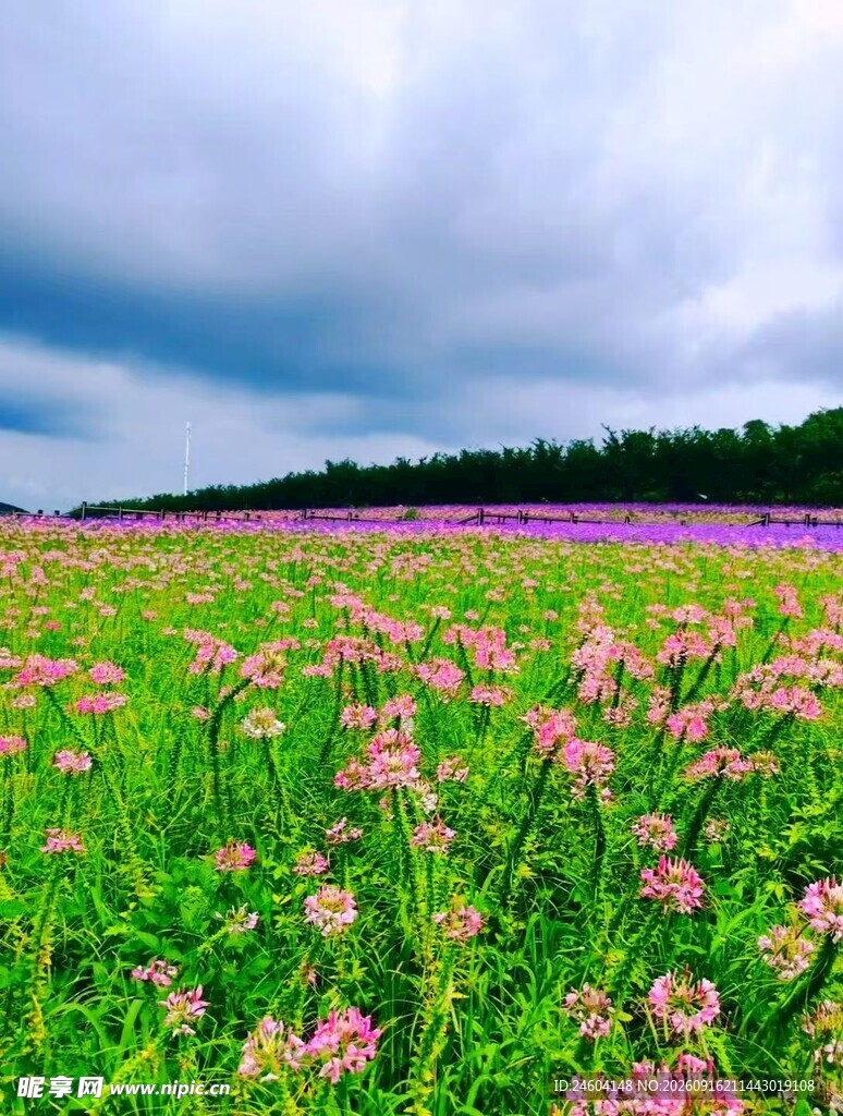 花海美景绽放绚烂色彩