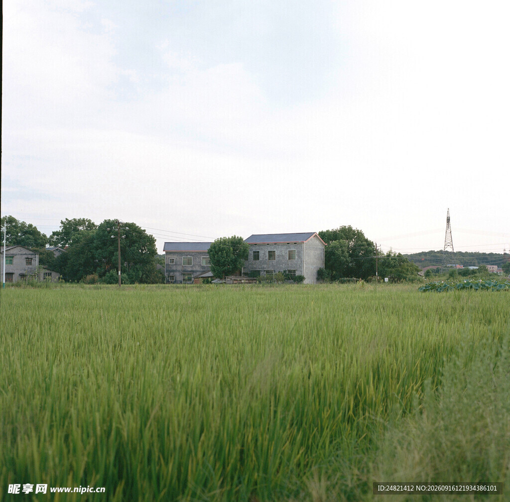 田野中的房屋与葱郁麦田