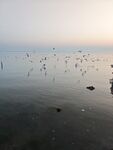 海鸥