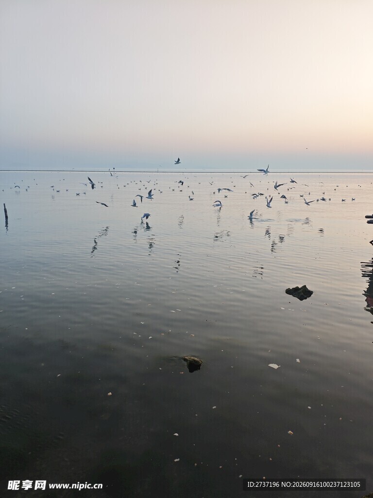 海鸥