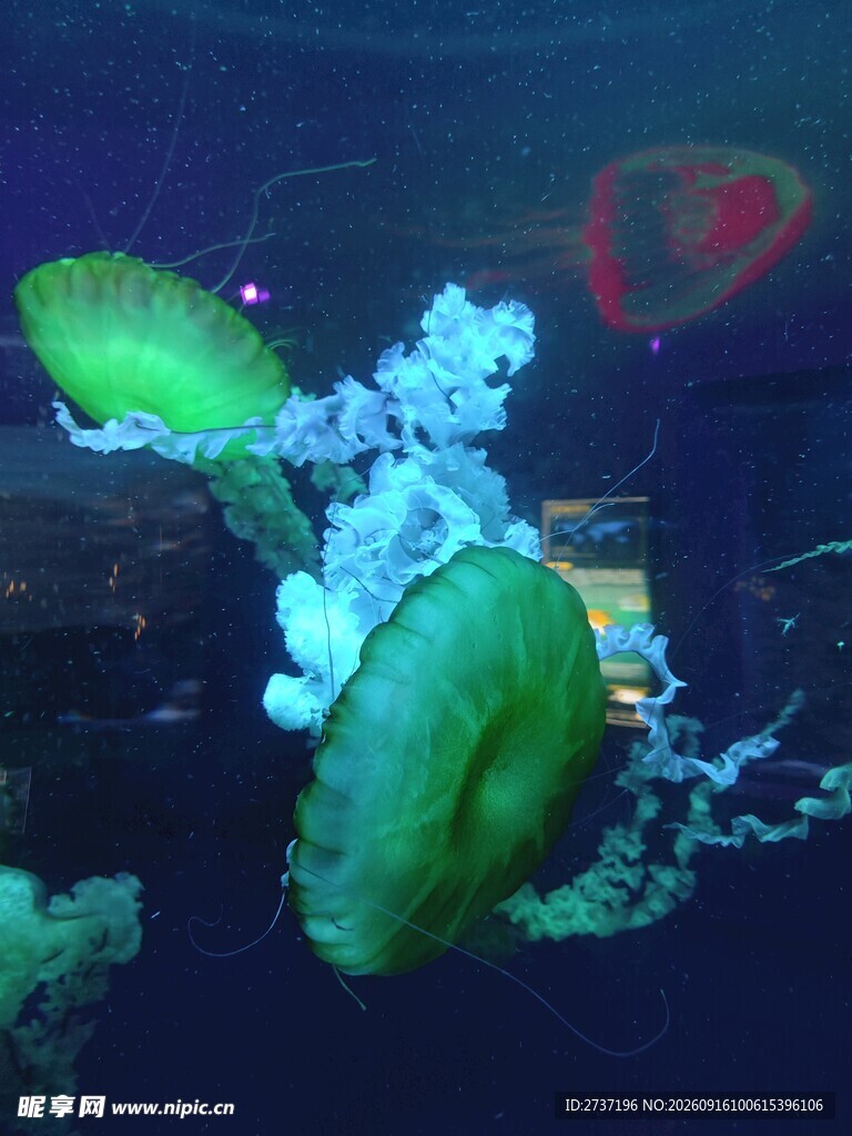 水母