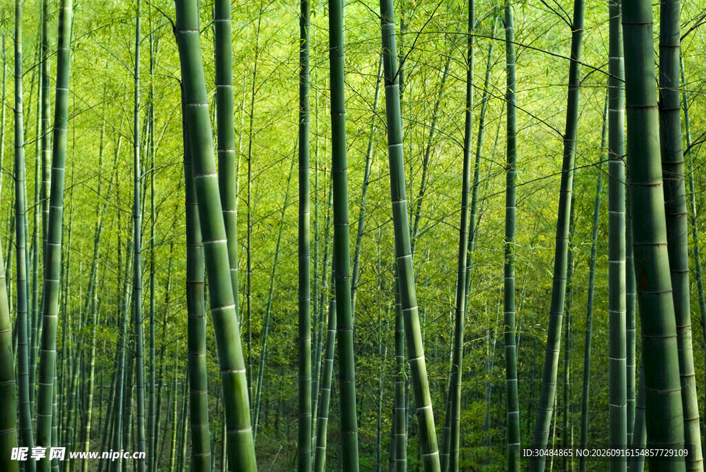 翠绿竹林