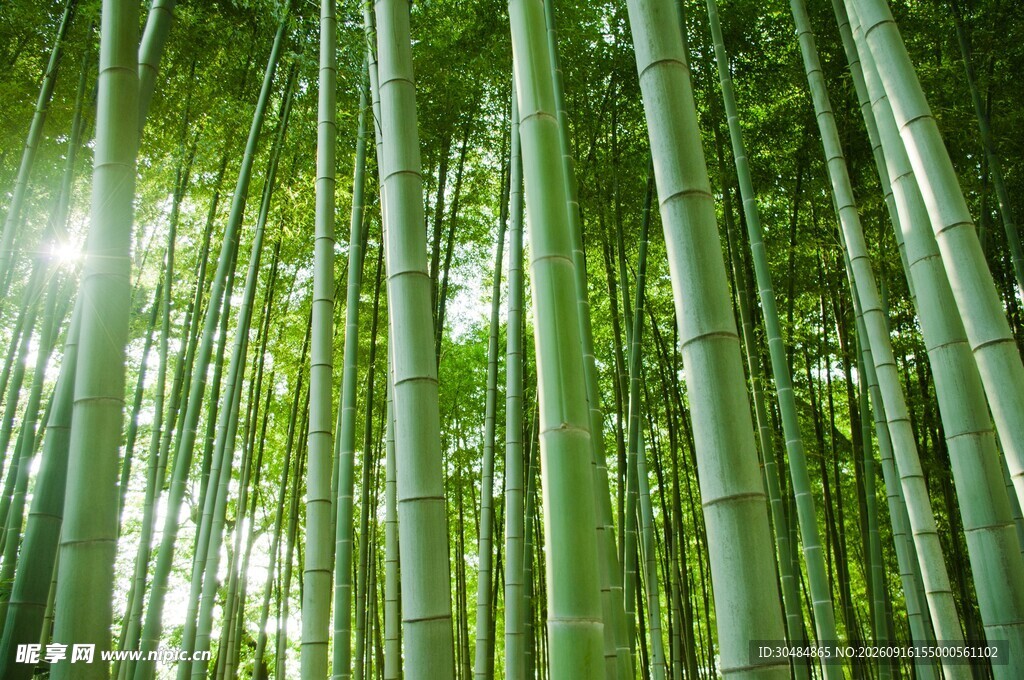 阳光照耀下的翠绿竹林