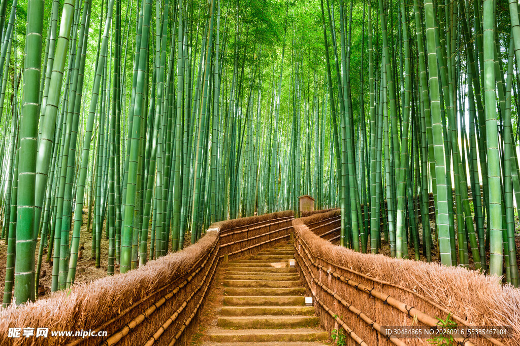 竹林中的木质步道