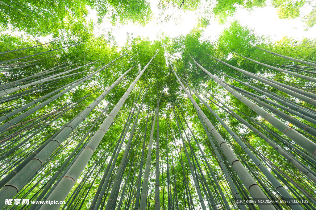 翠绿竹林