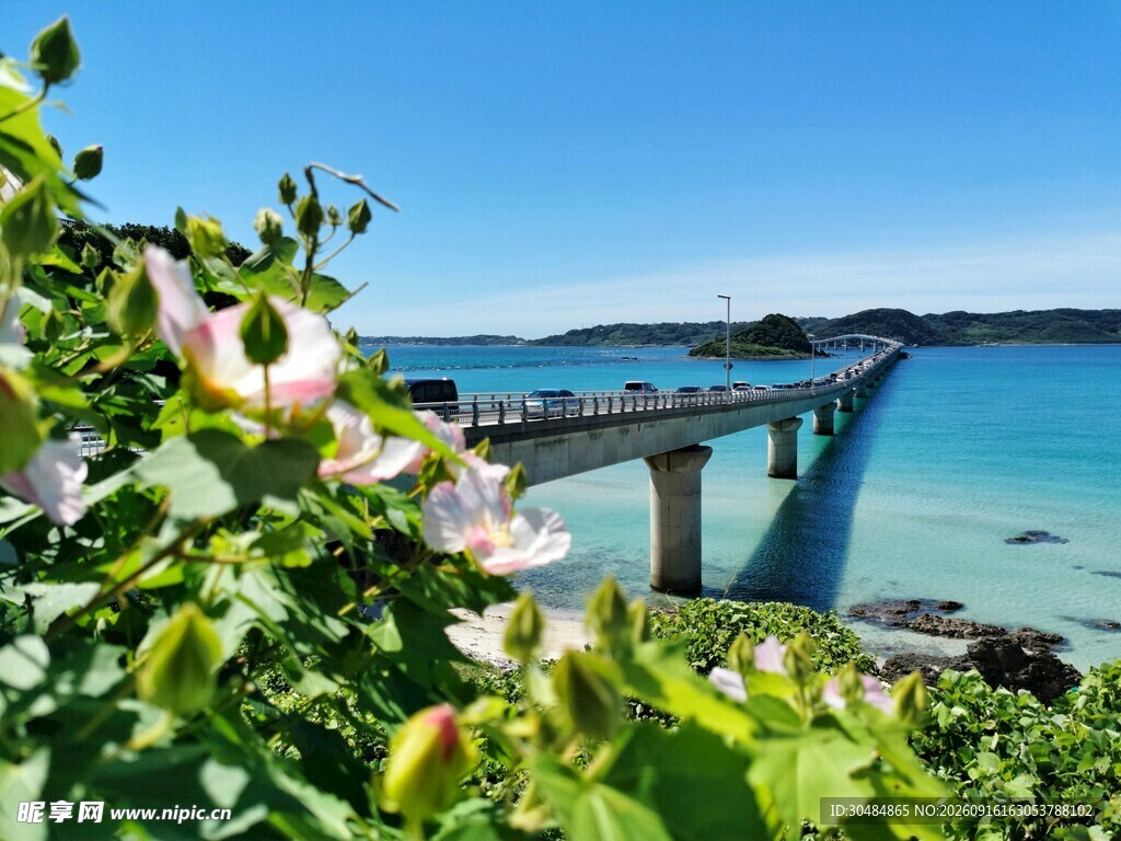 繁花簇拥下的跨海大桥