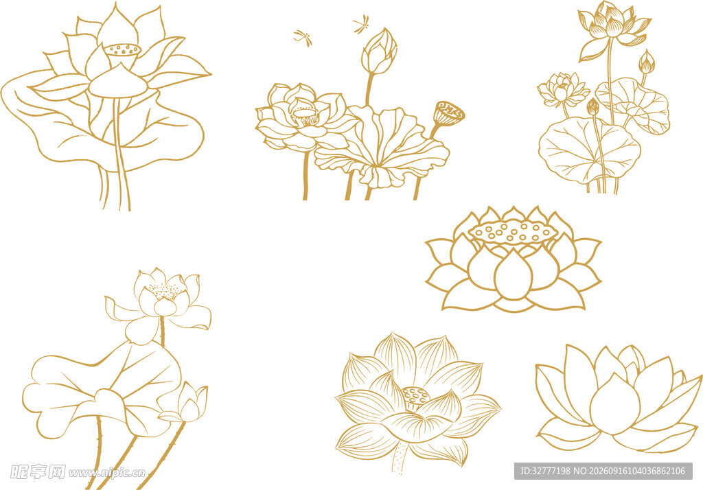 荷花