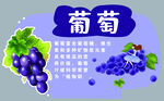新鲜葡萄展示图