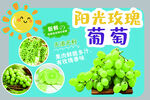 阳光玫瑰葡萄新鲜展示
