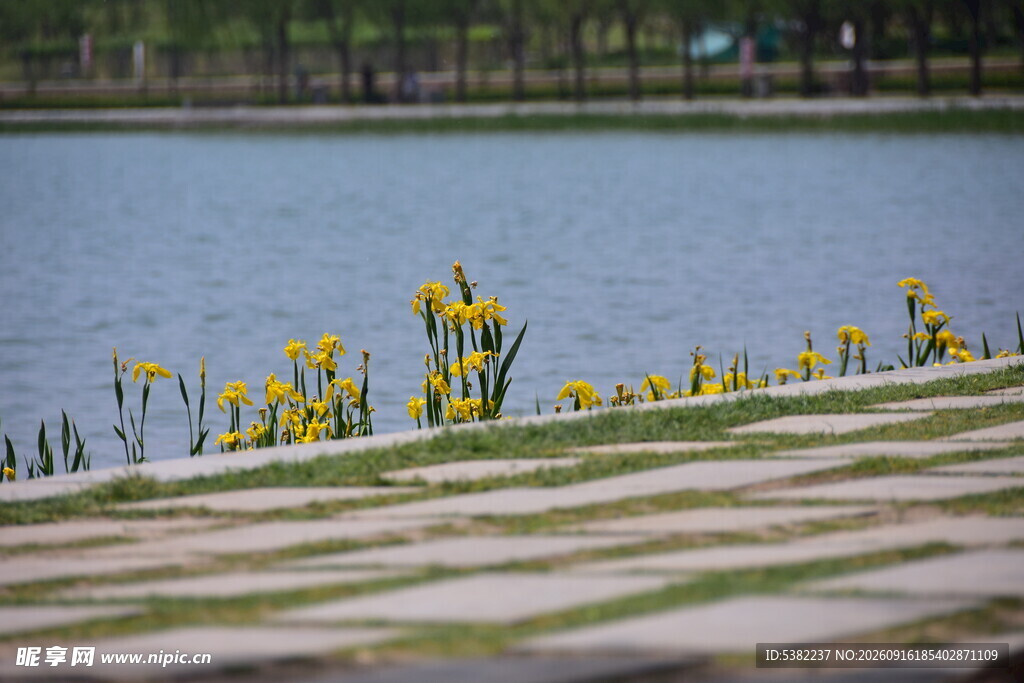 湖畔黄花装点石砌步道