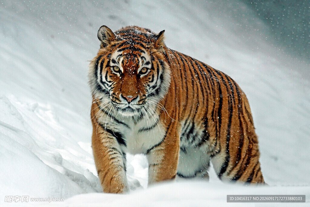 雪地猛虎