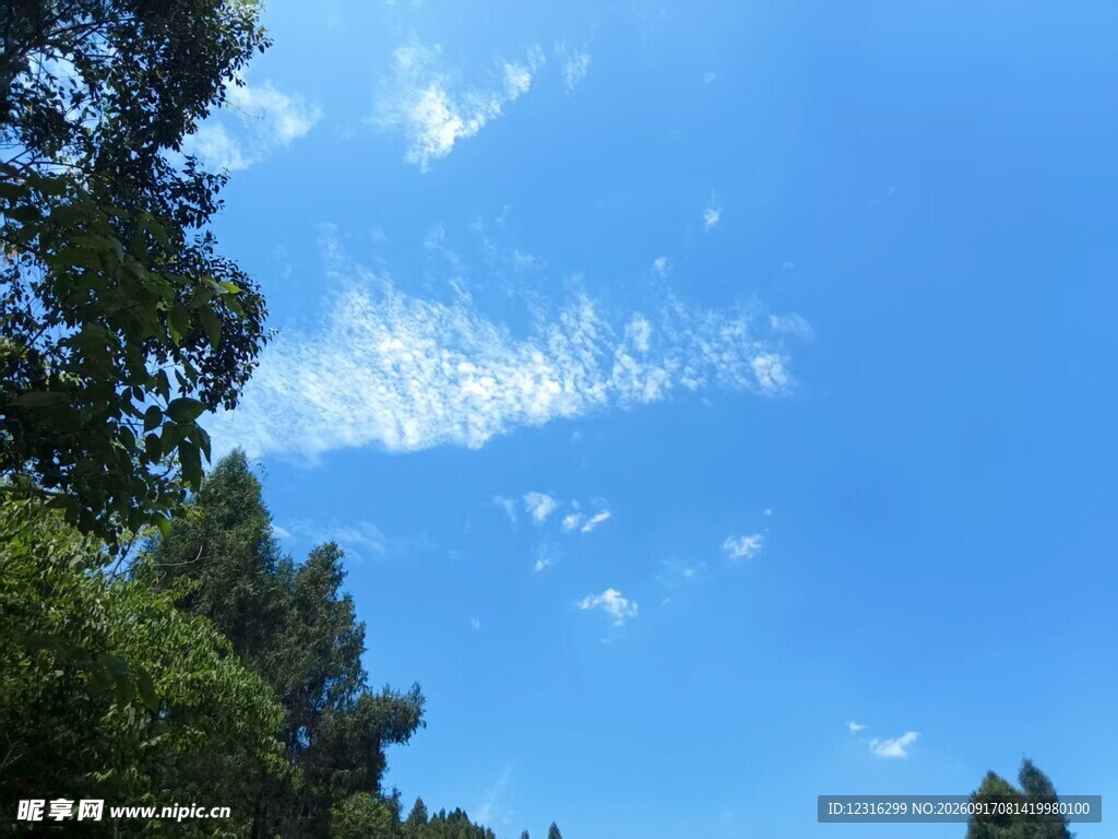 蓝天绿树间的清新景致