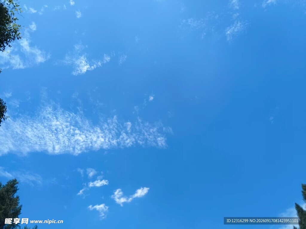 蓝天绿树间的白云
