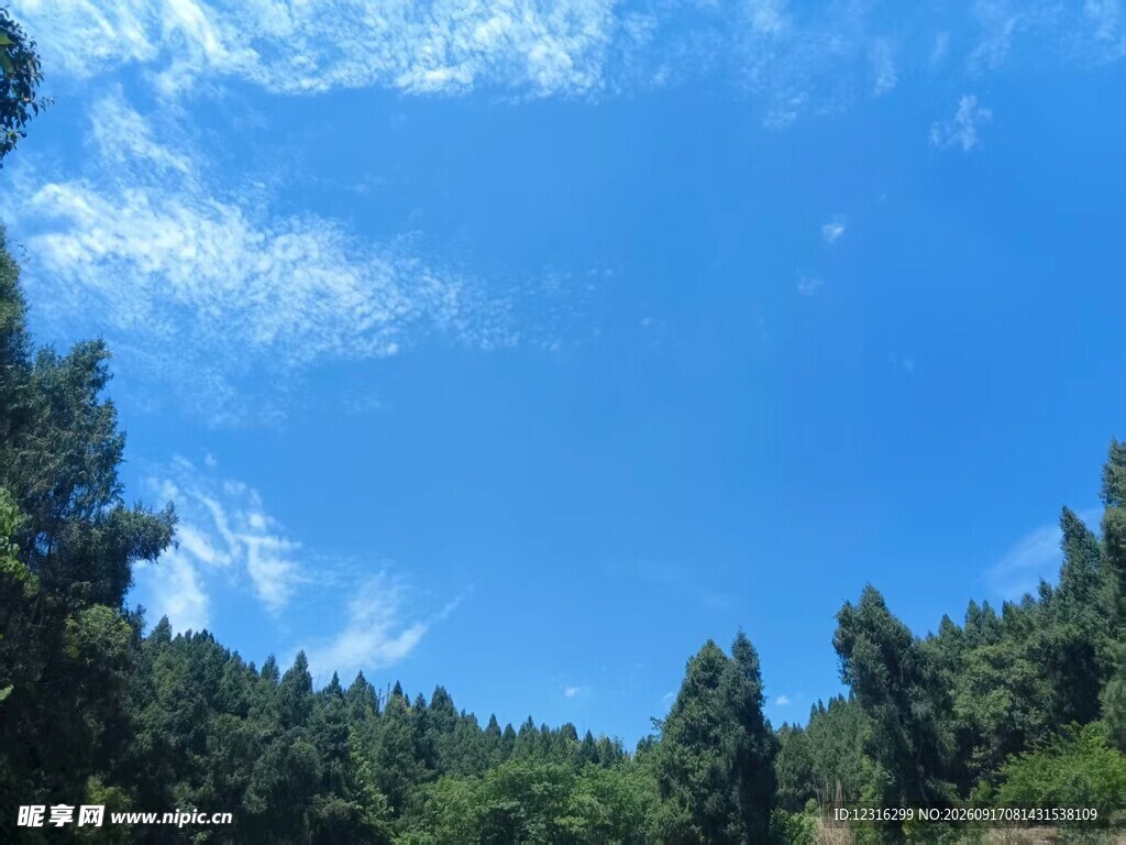蓝天绿树自然风光图
