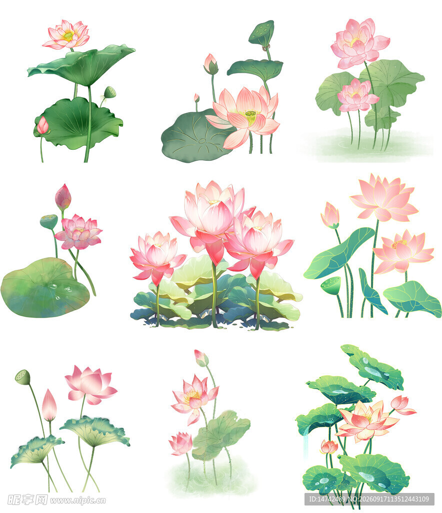 水彩荷花