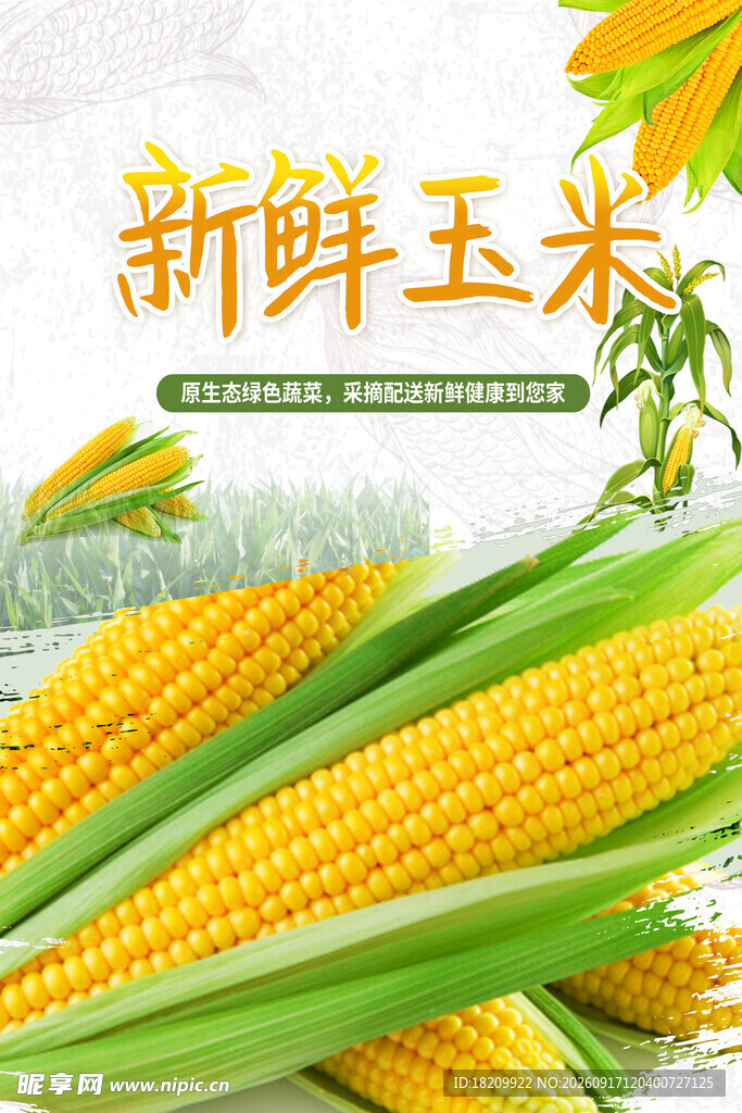 玉米